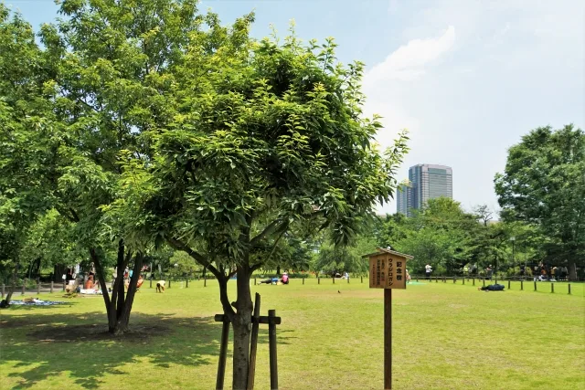 中目黒公園
