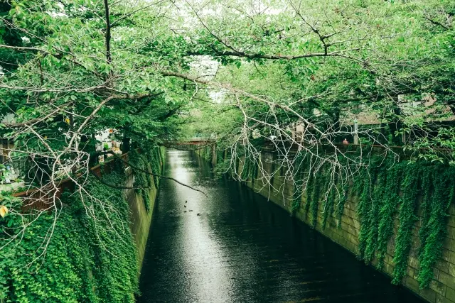 目黒川